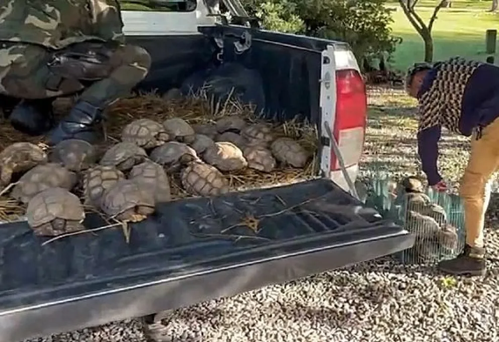 80 tortugas en cautiverio: esta vez la lentitud fue de la justicia