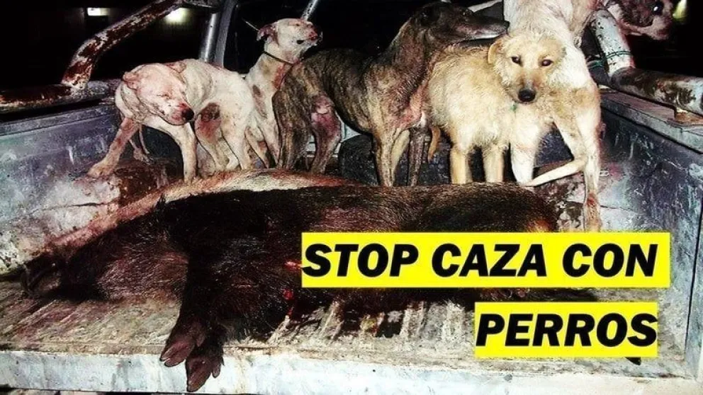Un famoso apoya la prohibición de caza de jabalíes con perros