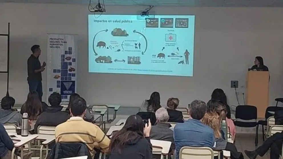 Desde Viedma se mira a Tandil en busca de respuesta sobre la caza de jabalí