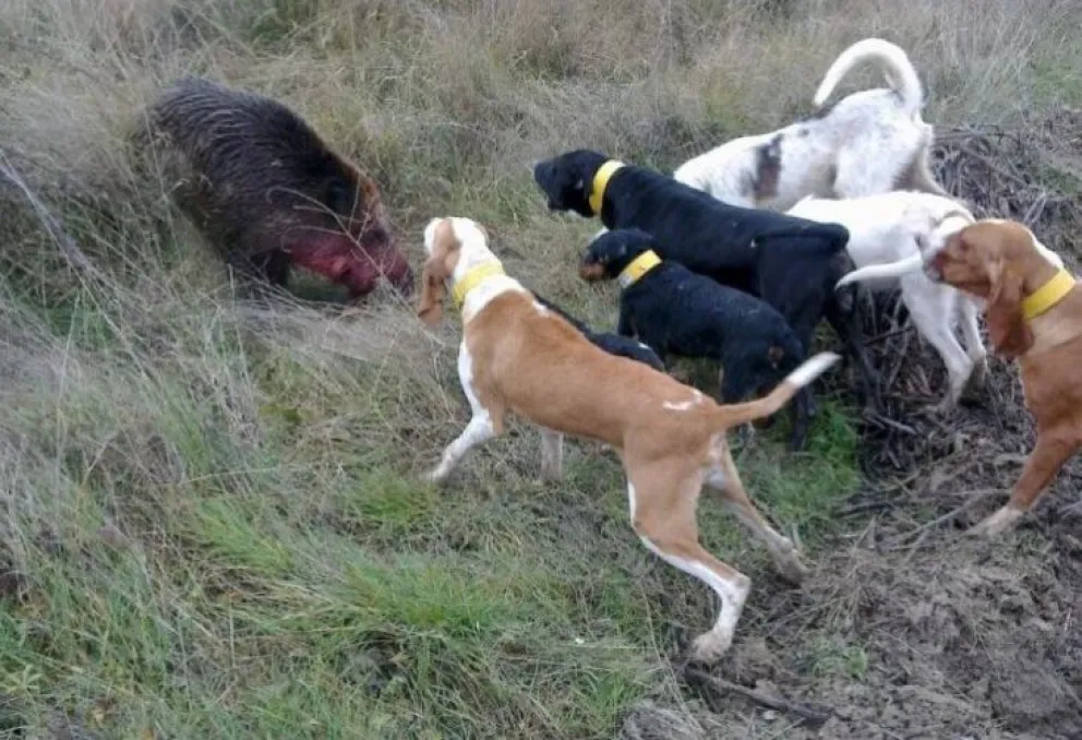 En San Antonio Oeste también hay oposición a la caza con perros 