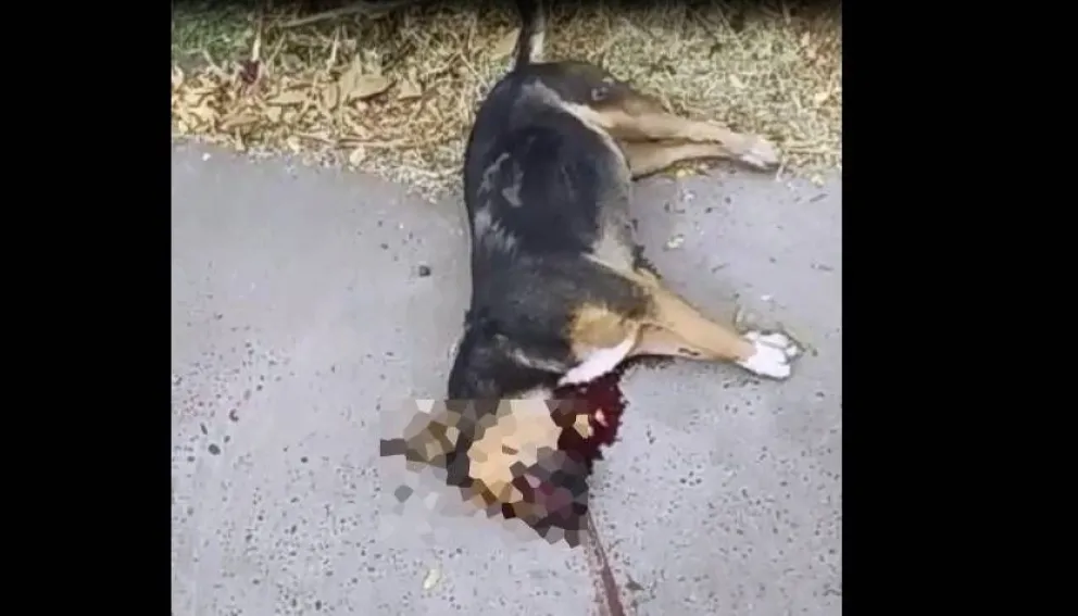 Indignante: atropellaron a una perra y la dejaron tirada en pleno centro 