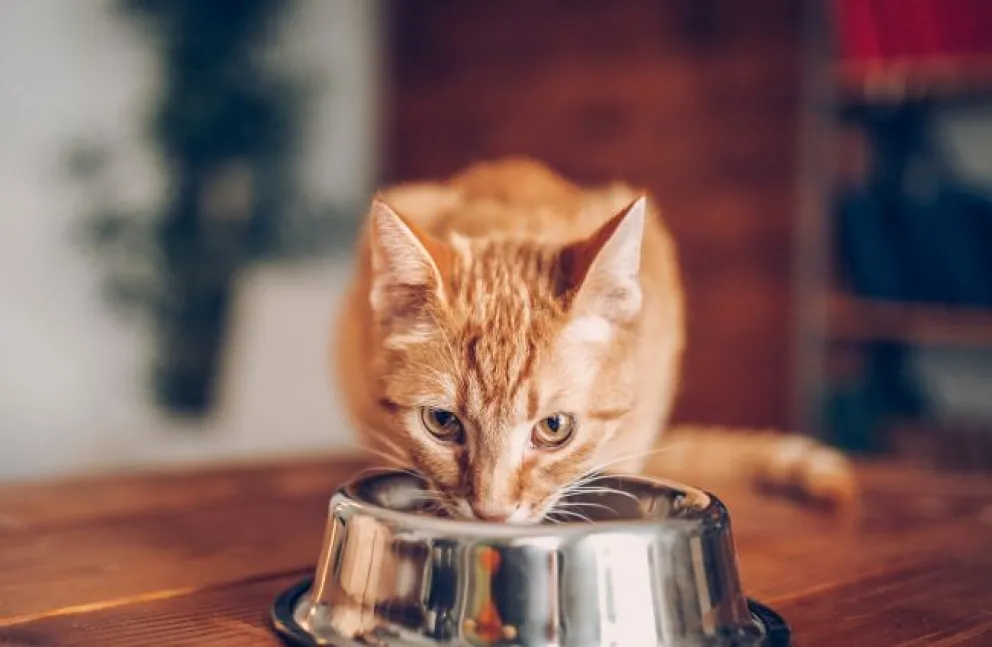 "Convivir con un carnívoro": cómo reforzar el vínculo con nuestras mascotas mediante la alimentación