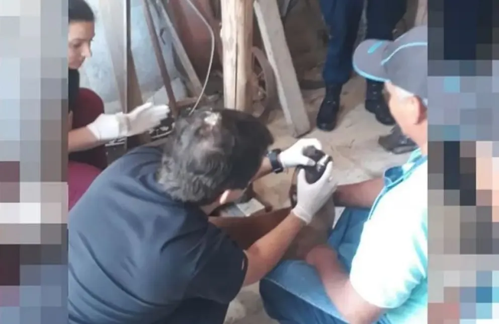 Aberrante: un hombre abusó sexualmente de tres perras de la vivienda donde trabajaba