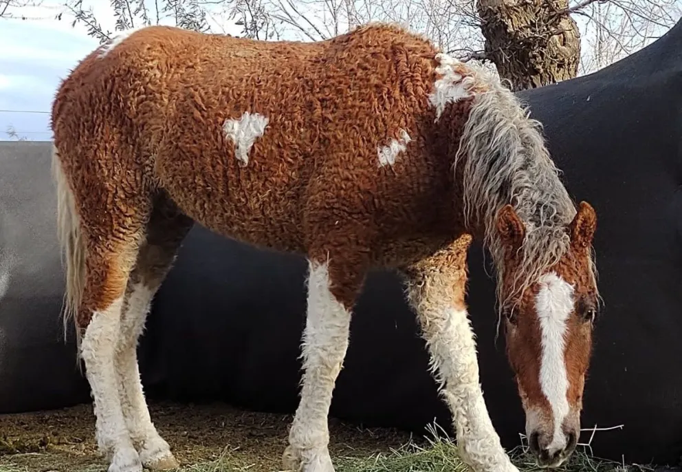 Sorpresa y media: viven en Río Negro unos caballos que se creían extintos