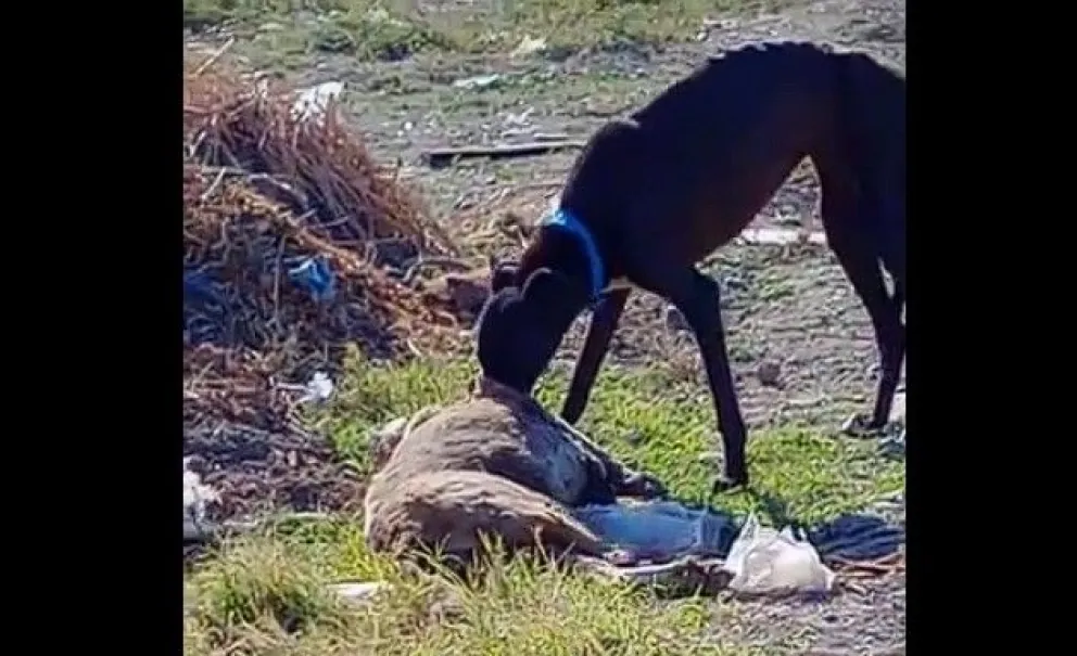 Dos perros se comen a otro can y dejan al descubierto una cruel realidad 