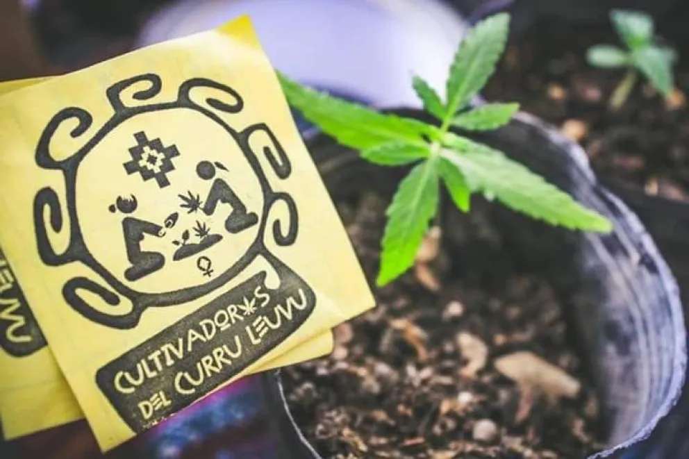 Viedma tendrá su Marcha Mundial de la Marihuana en reclamo por su legalización integral