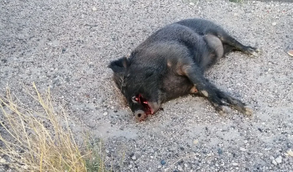Otro jabalí fue atropellado en la ruta y aumentan los riesgos de una fatalidad
