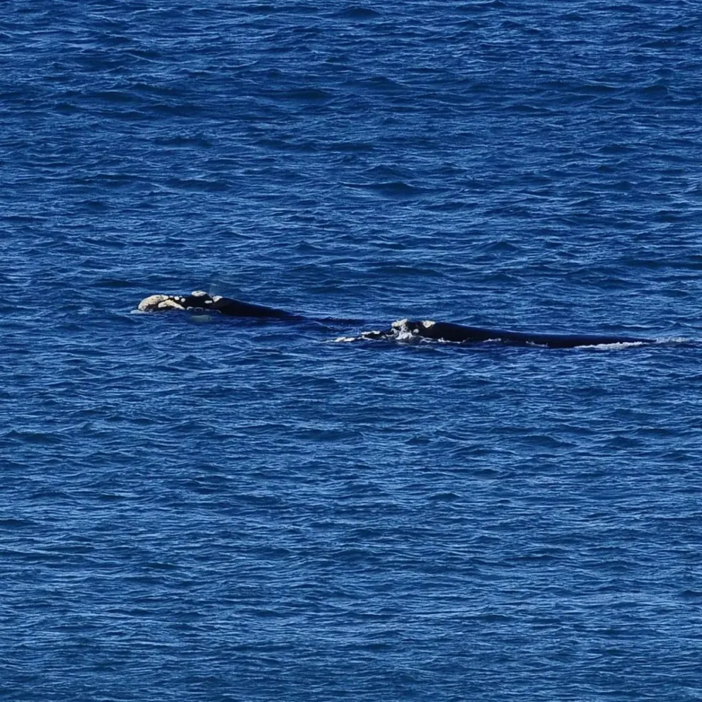 Expectativa por más llegadas de ballenas en la zona de La Lobería