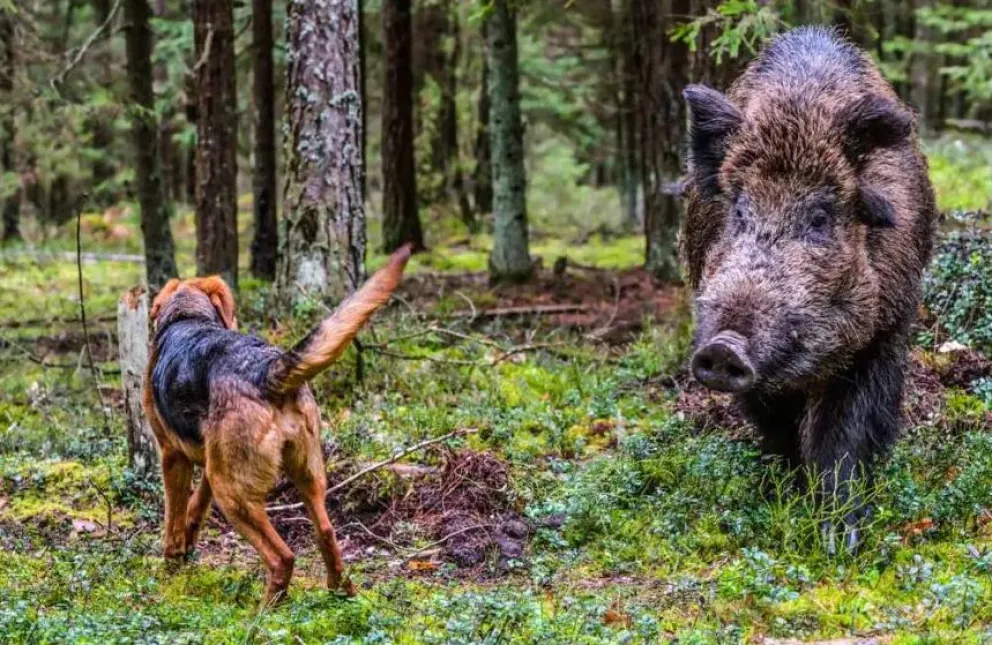 Crecen las dudas por la no caza de jabalíes con perros