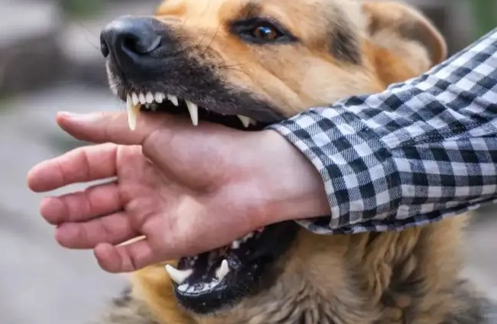 Qué hacer en caso de mordeduras de perros o gatos