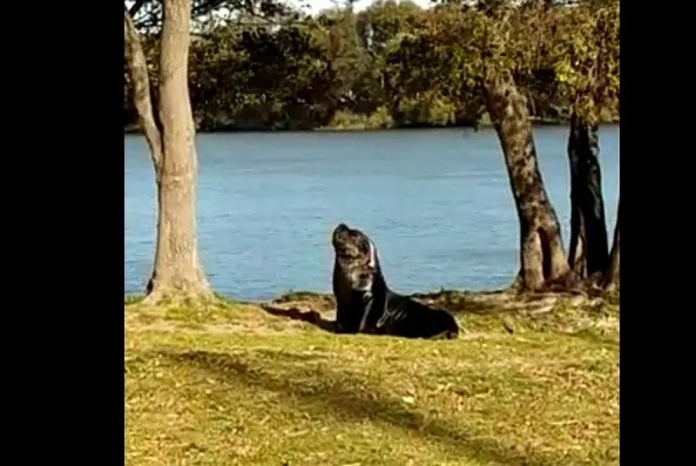 Luego de varias horas de descanso el lobo se marchó en la madrugada 