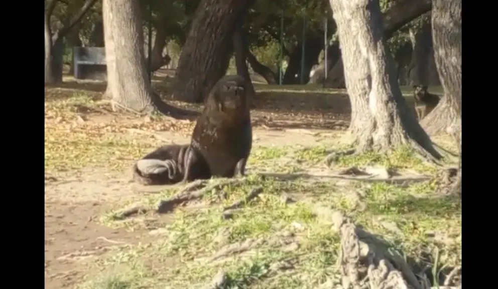 Insistencia de los especialistas para evitar molestar al lobo marino que descansa en la costa