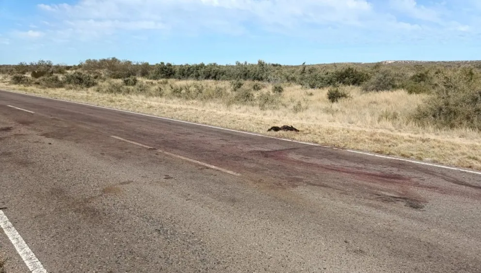 Siguen los accidentes en ruta con jabalíes, ahora fue en la 250 camino a Guardia Mitre
