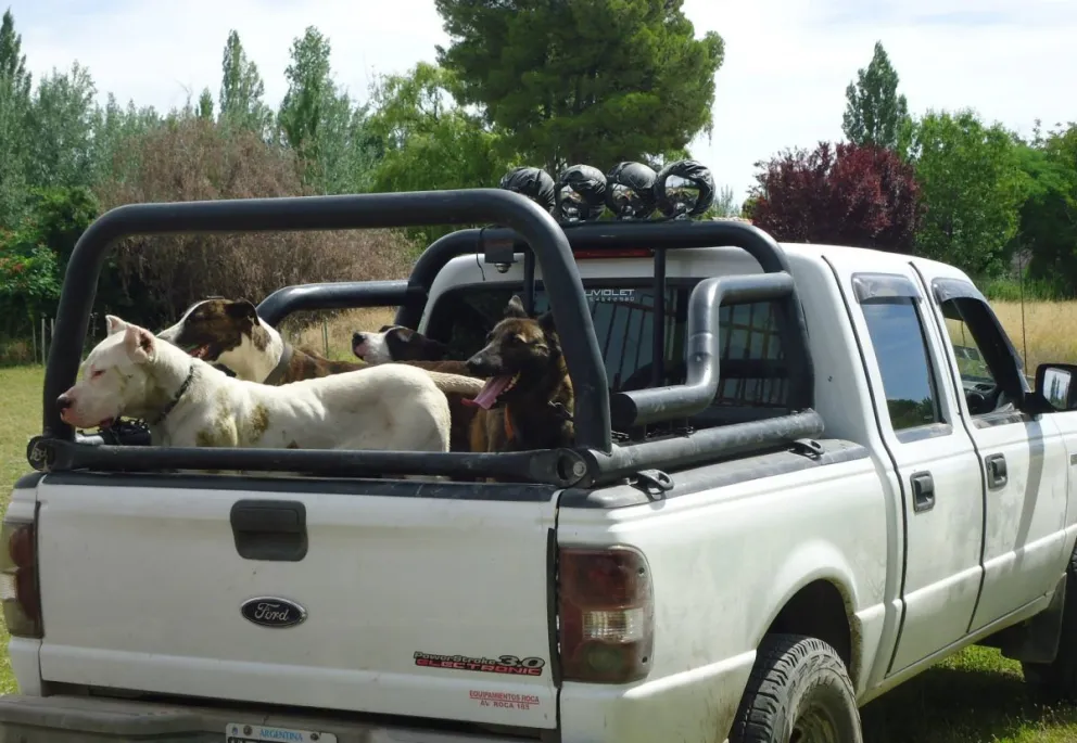 Ya es oficial: prorrogaron la caza de jabalíes con perros y su prohibición se debatirá el año que viene