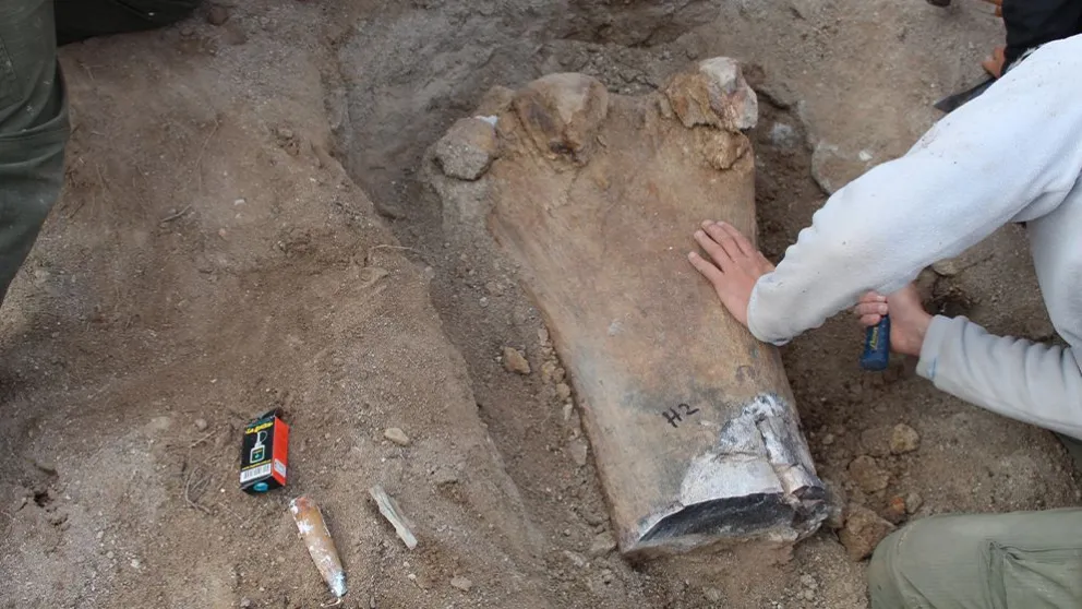 Impacta el hallazgo de un gigante dinosaurio herbívoro en Río Negro