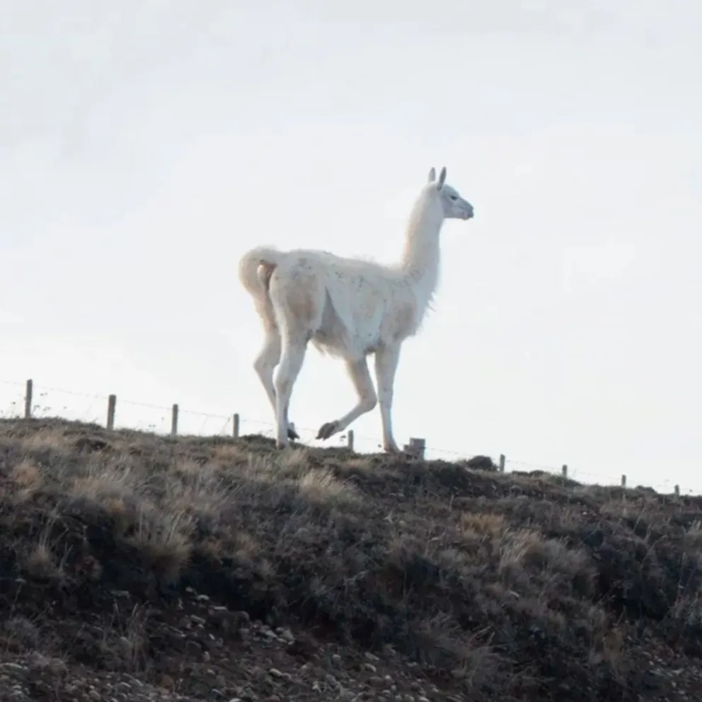 Un guanaco blanco fotografiado sobre la Ruta Nacional 3