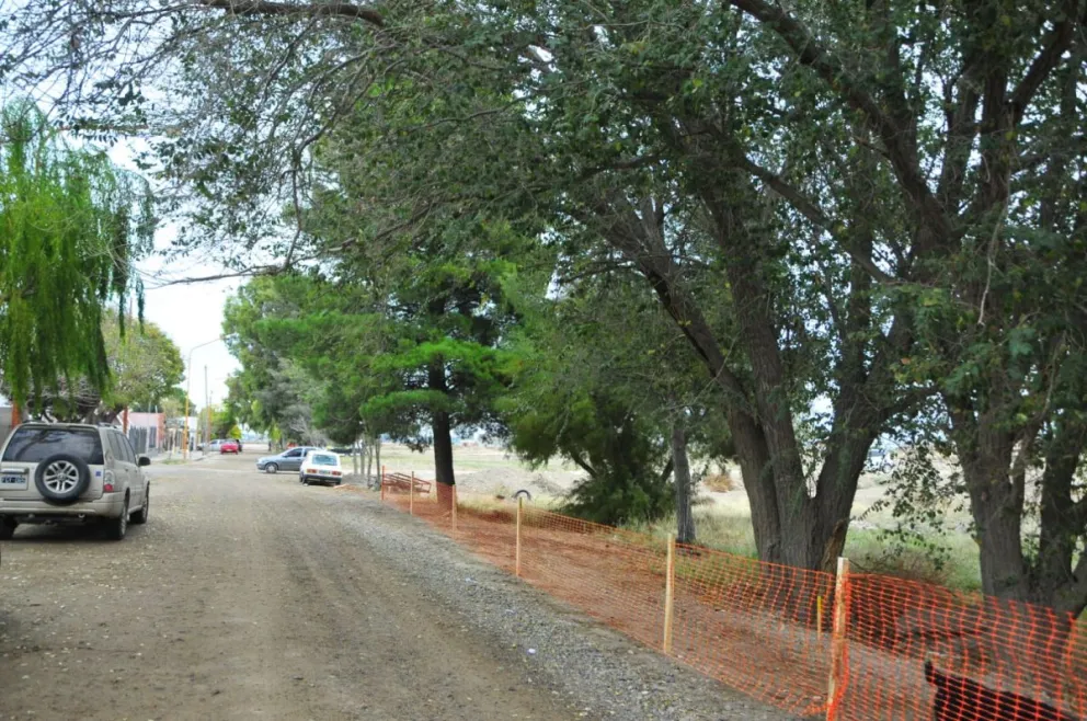 Vecinos del barrio Jardín luchan por preservar la vida de 40 árboles