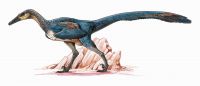El Buitreraptor, un dinosaurio rionegrino viaja a Japón para que lo conozcan mejor