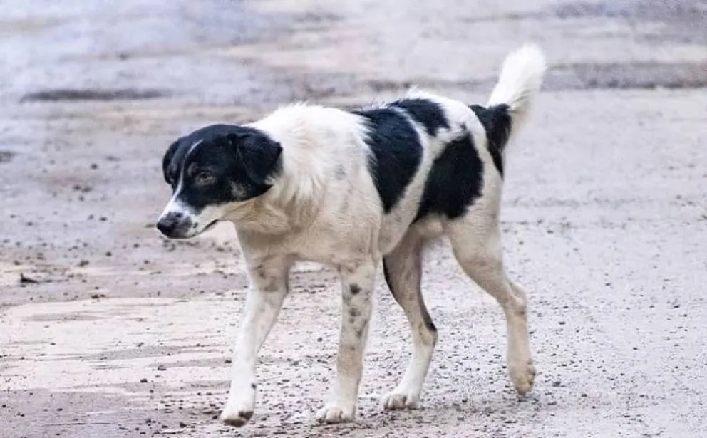 Ocurrió en zona de ruta.