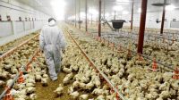 Una empresa avícola del Alto Valle perdió $ 600 millones por la epidemia de gripe aviar