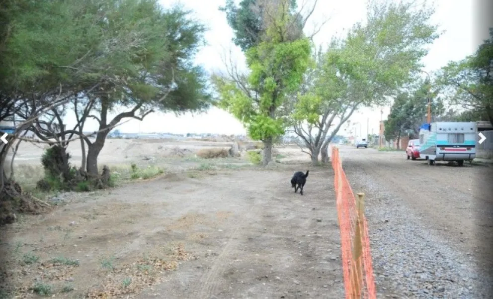 Continúan las acciones para salvar a los árboles del barrio Jardín