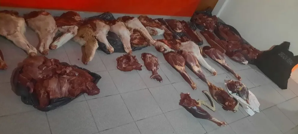 Los detuvieron con ocho guanacos y un ñandú