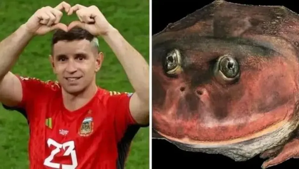 Insólito: una nueva especie descubierta por la ciencia llevará el nombre de Dibu Martínez en homenaje al jugador 