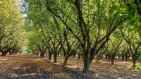 Río Negro produce el 95% de avellanas del país: “En Argentina no había, en Idevi se inició con la plantación” 