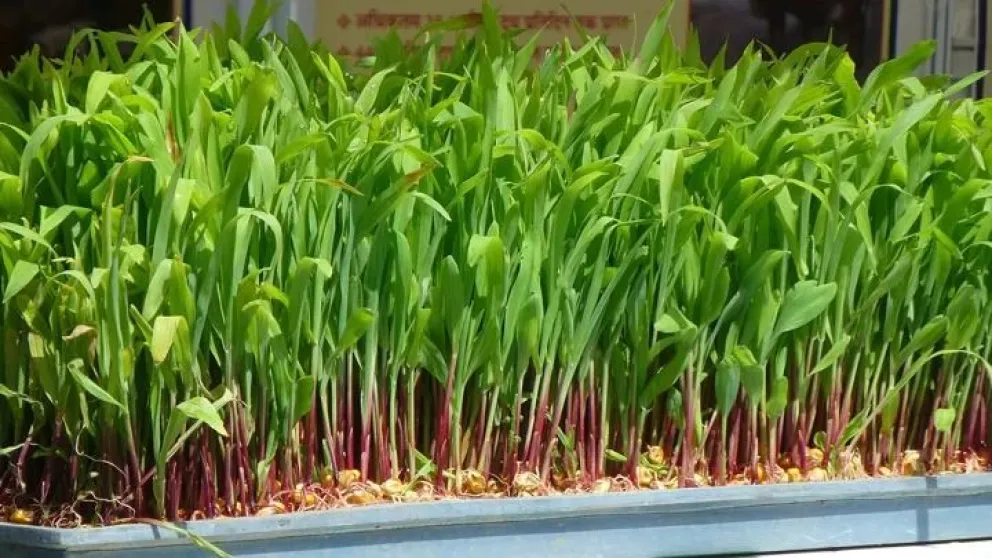 Exposición sobre forraje verde hidropónico en Viedma: qué es, cuándo y dónde es la charla 