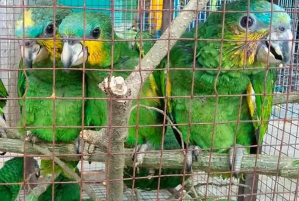 Charlas sobre cuáles animales son mascotas y cuáles no 