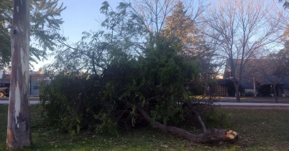 El temporal de viento dejó su huella: derribó árboles y postes