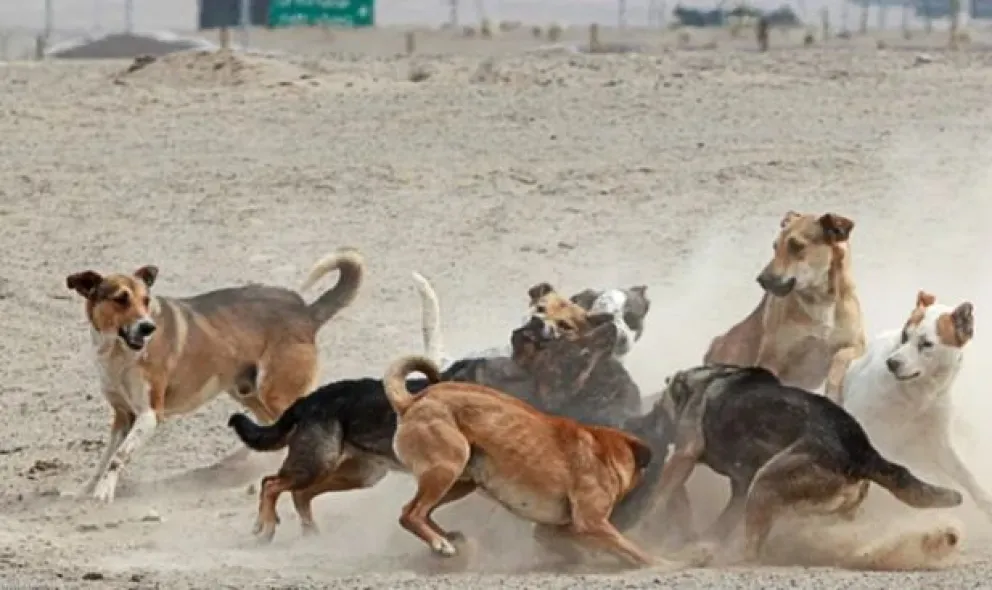 Se acabó el misterio: cuál es la raza de perro más agresiva del mundo