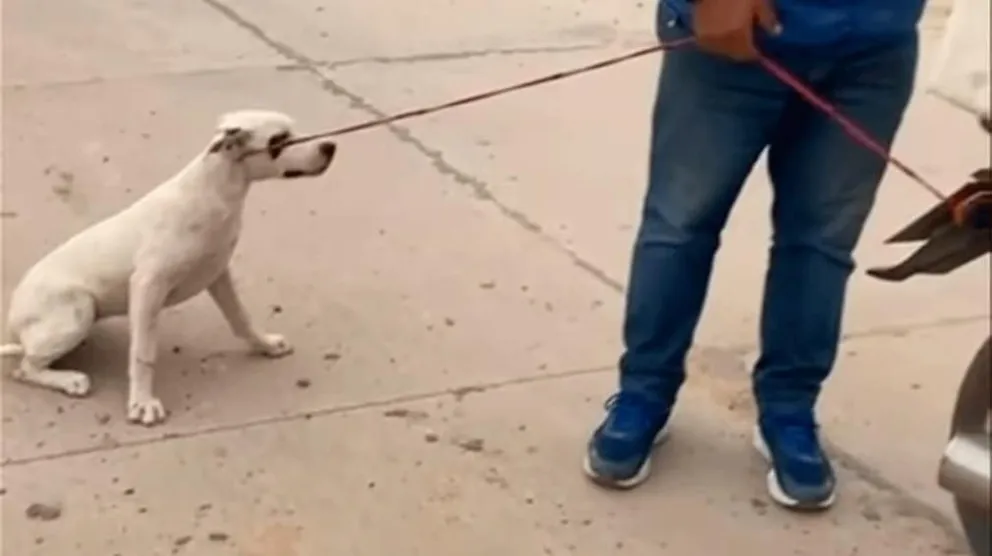 Video: proteccionistas sorprendieron a un hombre que arrastraba a una perrita atada a su moto