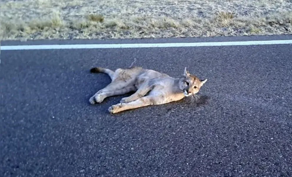 Un puma quedó malherido tras un accidente en la Ruta 251