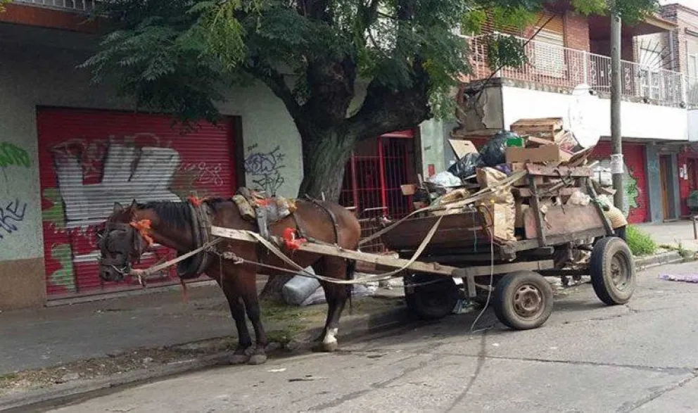 Fin de la tracción a sangre: Lanús protege a los caballos y los declara sujetos de derechos