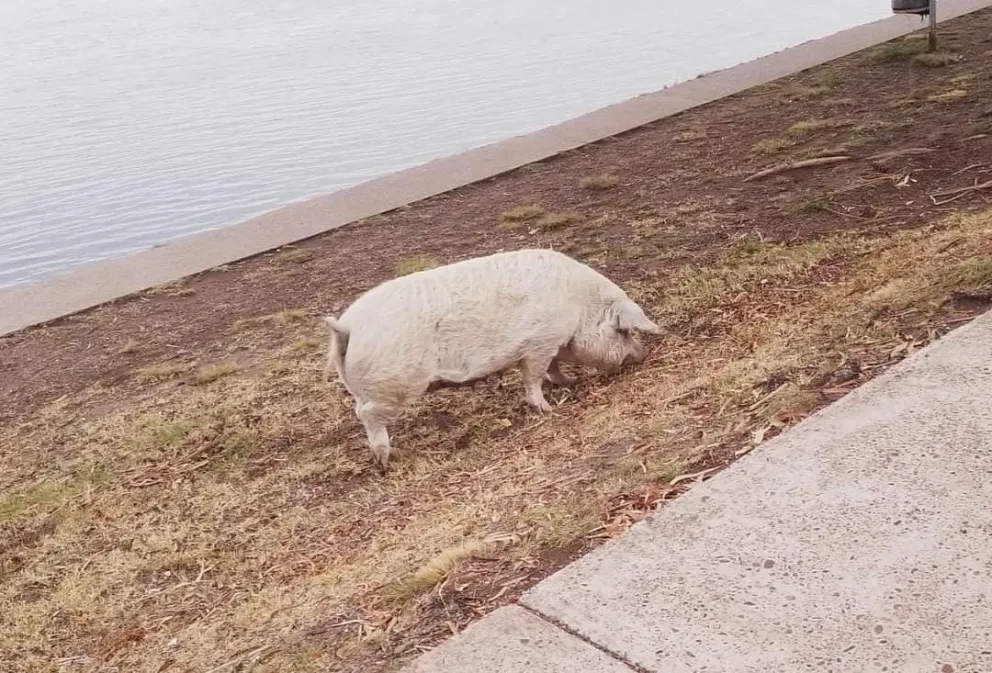 Una chancha alteró el paisaje en el paseo costanero de Viedma