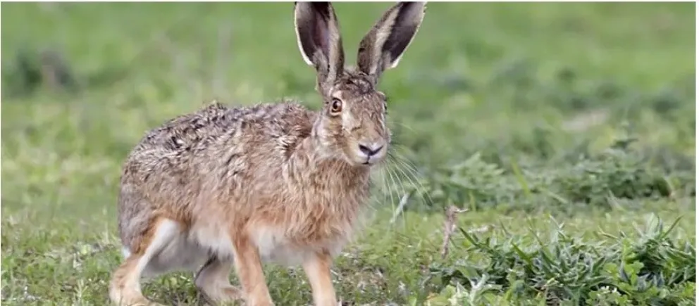 Se trata de la variedad europea.