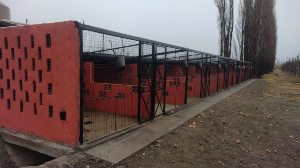 Cazadores de Jabalíes buscan ayuda del Estado para mejorar la protección de los perros