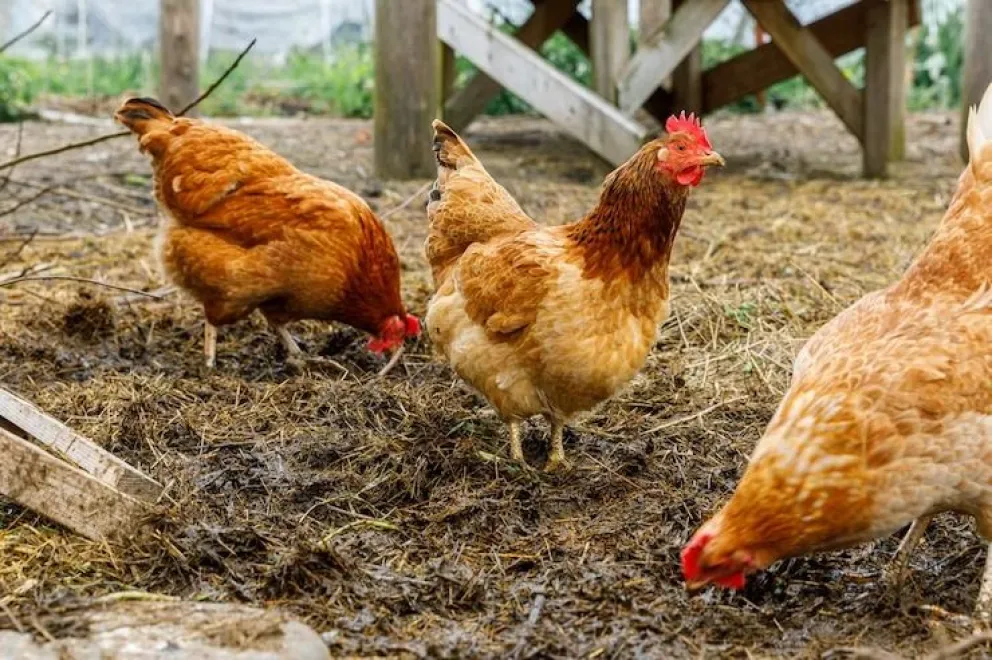 Su perro mató a 50 gallinas y un gallo de exposición: de cuánto es la multa que deberá afrontar 