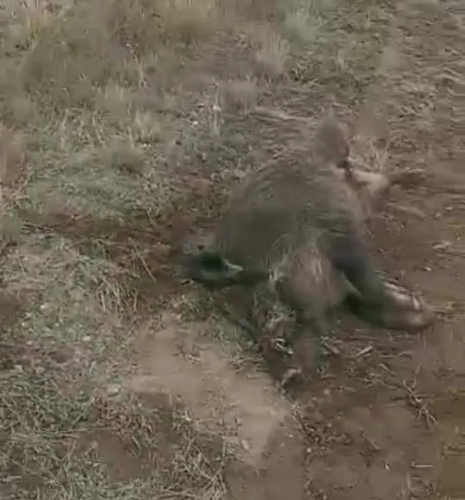 Se le cruzó una piara de jabalíes y rompió todo el frente del camión